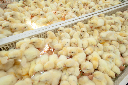 Baby chicks just coming out from Trays of broiler egg production, multipliers growth farm in Hatchery unit.