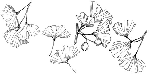 Vector Isolated ginkgo illustration element. Leaf plant botanical garden foliage. Black and white engraved ink art.