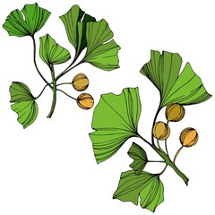 Vector Isolated ginkgo illustration element. Green leaf. Plant botanical garden floral foliage. Green engraved ink art.