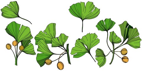 Vector Isolated ginkgo illustration element. Green leaf. Plant botanical garden floral foliage. Green engraved ink art.