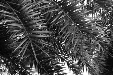 Fototapeta na wymiar black and white palm leaf