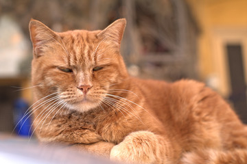 red cat,animal, pet,feline,domestic,fur,orange,portrait,eyes,one, adorable,whiskers,