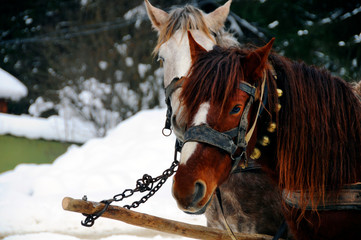 Horses on snow background