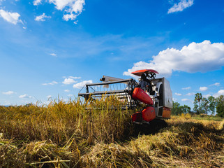 Farmers harvesting organic paddy rice with the combine tractor