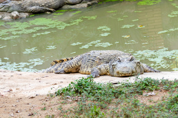 Crocodile sleep onshore