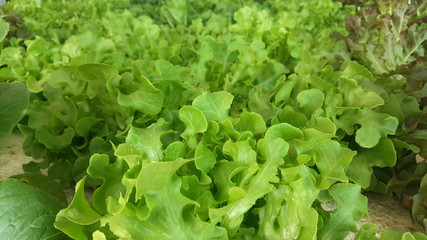 Green oak and Red oak Organic hydroponic vegetables salad