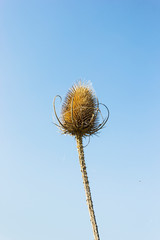 Head of a wild teasel, Dipsacus fullonum, with copy space of blue sky