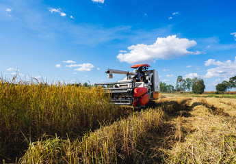 Farmers harvesting organic paddy rice with the combine tractor