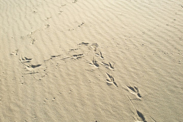 Footprints in the sand from the bird,