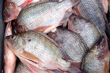 Newly catch bunch of Tilapia fish on the market