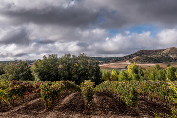 Obraz premium vineyard landscpae