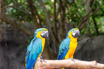 Fototapeta na wymiar Blue and Yellow Macaw