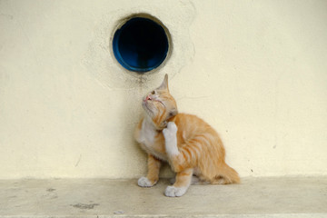 cat street floor with floor and wall