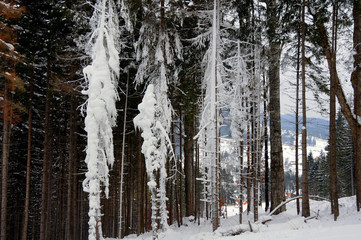 trees in the snow
