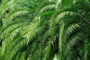 Fototapeta na wymiar palm leaf tree in park
