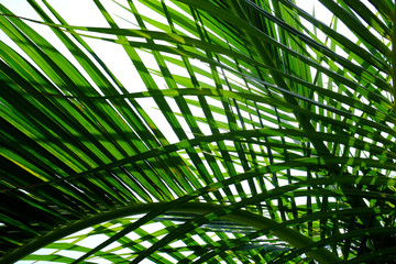 Fototapeta na wymiar beautiful palm leaves of tree in sunlight