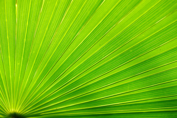 Texture of Green palm Leaf background