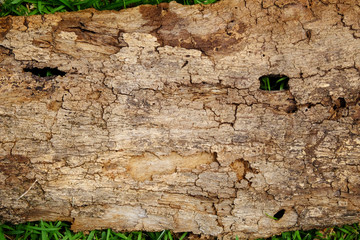 bark wood with crack