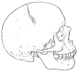 Anatomy Human Skull illustrated