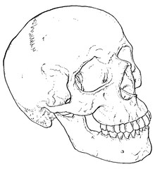 Anatomy Human Skull illustrated