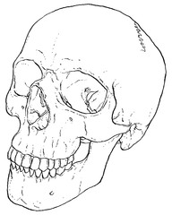 Anatomy Human Skull illustrated