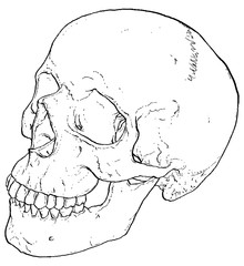 Anatomy Human Skull illustrated