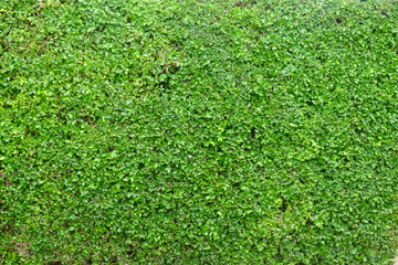 green leaf wall