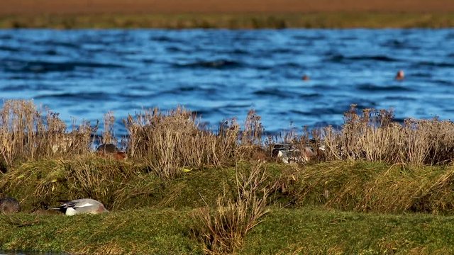wigeon, Mareca, wading bird foraging on a river bank during a cold and windy winters day in December, scotland.