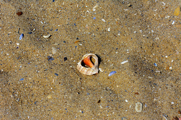Beautifully shaped sea shell on the sand of a sea beach under the sunlight on the background of beautiful female legs with a bright red pedicure
