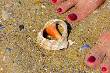 Beautifully shaped sea shell on the sand of a sea beach under the sunlight on the background of beautiful female legs with a bright red pedicure