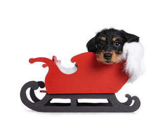 Super cute Mini dachshund wirehaired sitting in red wooden sleigh with white fur blanket with head on edge. Looking at camera with droopy eyes. Isolated on white background.