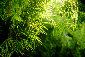 Forêt de bambou asiatique avec la lumière du soleil