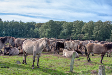 Wildpferde