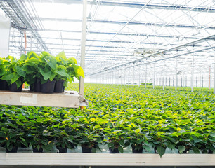 Poinsettia flowers in greenhouse, transported on an autonomous transportation tray over a field of crops