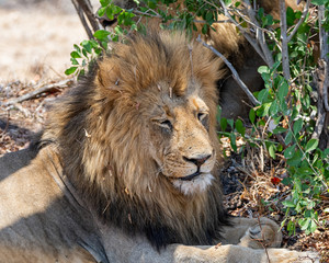 Male Lion
