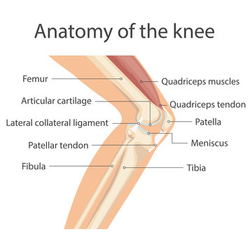 knee flexors