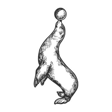 recommend clip art: Circus seal with ball vector illustration. Scratch board style imitation. Hand drawn image.