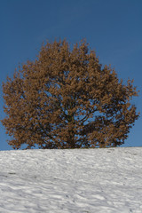 Olympiaberg München Baum Herbst und Schnee