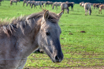 Fototapeta premium Wildpferde