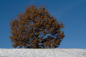 Laubbaum Winter Schnee