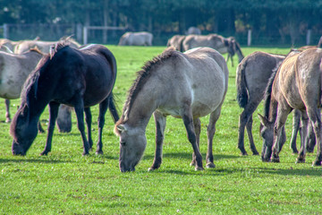 Wildpferde
