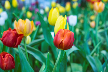 Fototapeta premium Close up.Beautiful Red tulips blooming in garden,Tulip flower with green leaf background in tulip field at spring.