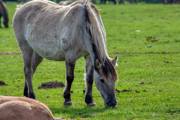 Wildpferde