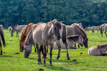 Fototapeta premium Wildpferde
