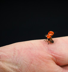 Ladybird at take-off from Caucasian human hand isolated on black with copy-space