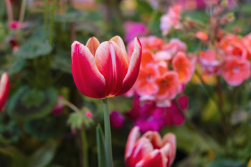 Close up.Beautiful Red tulips blooming in garden,Tulip flower with green leaf background in tulip field at spring.