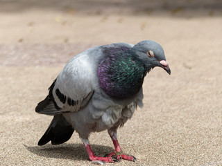 pigeon on stone floor
