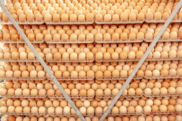 Lot of eggs on tray from breeders for selecting quality and healthy egg process in breeders incubation plant.