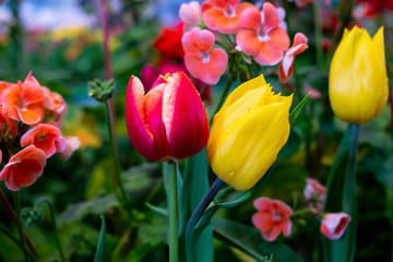 Fototapeta premium Close up.Beautiful Red and Yellow tulips blooming in garden,Tulip flower with green leaf background in tulip field at spring.