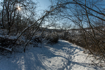 Snow-covered trees in the forest.